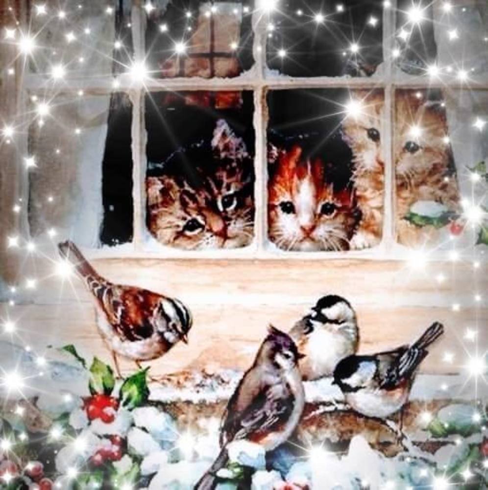 Meet your Posher, Shelby